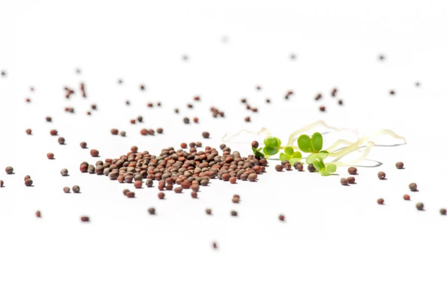 Brokkoli Bio Sprossensamen 250g